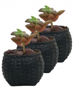 Mini Çiçek Saksı Küçük Sukulent Siyah Kaktüs Saksısı 3'lü Set Sepet Örgü Model